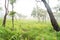 Amazing landscapeÂ . Green meadow and tree and flower in the forest and fog In the morning